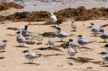 Crested Tern colony on Penguin Island