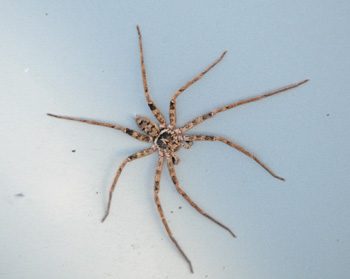 Huntsman Type spider - click on image for a better perspective