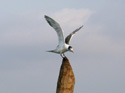 Great Crested Tern