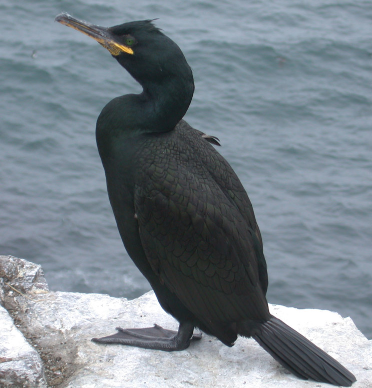 Shag.jpg