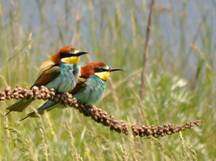 European Bee-eater perched on dead Asphodel heads