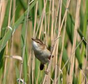 Paddyfield Warbler proclaiming his territory