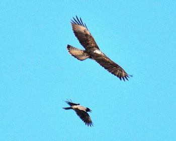 Bonelli's Eagle being harassed by a Hooded Crow