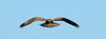 Long-legged Buzzard in typical hovering mode