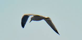 Slender-billed Gull (record shot)