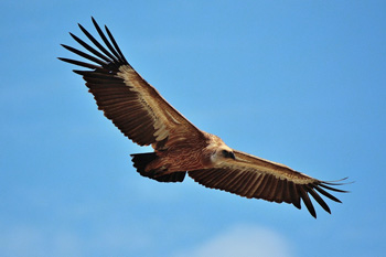 Griffon Vultures - click for larger image