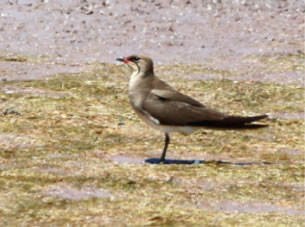 Collared Pratincole - click for larger image