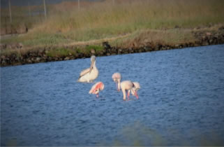 Immature Dalmation Pelican with Flamingos - click for larger image