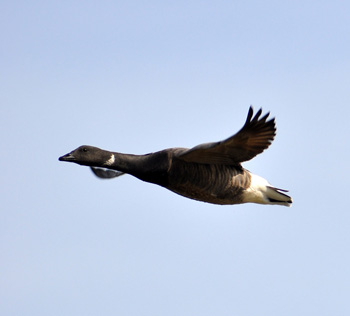 Brent Goose - click for larger image