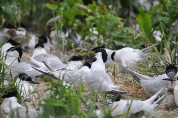 Sandwich Tern colony - Inner Farne - click for larger image