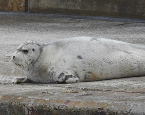 Bearded Seal in Lerwick Harbour