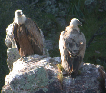 Griffon Vultures