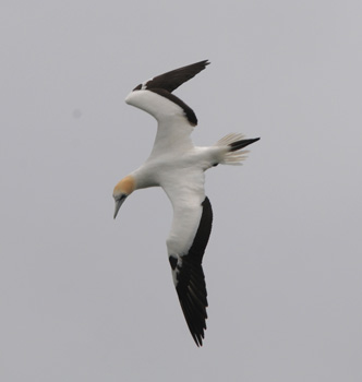 Australasian Gannet at Waipu