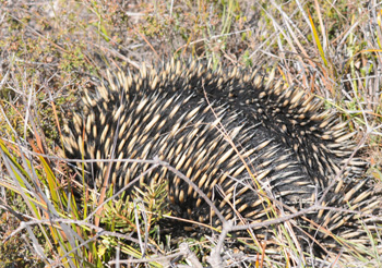 Short-beaked Echidna