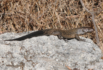 King's Skink outside the cabin at Cheynes Beach