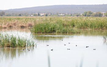 View from Bittern Hide Fivebough Swamp