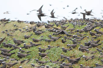 Common Noddy nesting on Michaelmas Cay