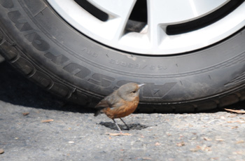 Rockwarbler in the car park at Evans Lookout