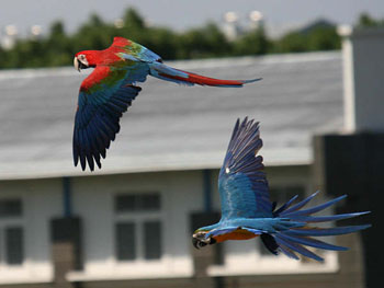 Bali Bird Park