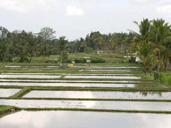 Bali Bird Walks - Ubud