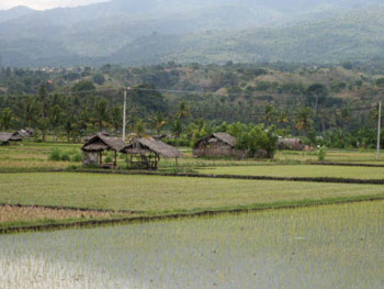 Lovina Rice Paddies