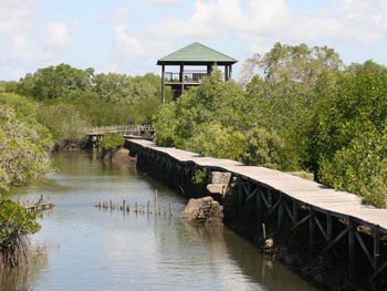 Mangrove Information Centre - Sanur