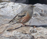 Alpine Accentor