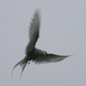 Arctic Tern