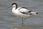 Avocet