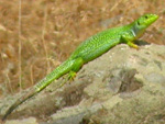 Balkan Green Lizard