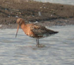 Black-tailed Godwit