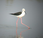 Black-winged Stilt