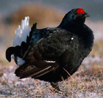 Black Grouse