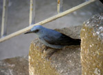 Blue Rock Thrush