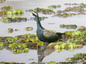 Bronze-winged Jacana