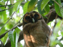 Brown Wood Owl