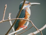 Common Kingfisher