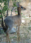 Damara Dik-dik