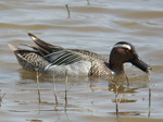 Garganey