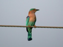 Indian Roller