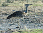 Kori Bustard