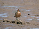 Lesser Whistling Duck Chorao Island