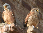 Lesser Kestrel pair