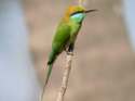 Little Green Bee-eater