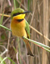 Little Bee-eater