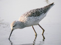 Marsh Sandpiper