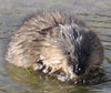 Muskrat