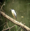 Black-crowned Night Heron