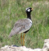 Northern Black Korhaan