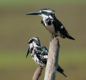 Pied Kingfisher